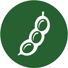 Soia e derivati